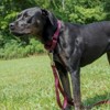 Country Brook Petz Martingale Heavyduty Training Collar with No Buckle - Service Collar for All Dogs - Vibrant, Colorful Collection - 3 of 4