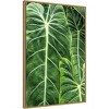 23" x 33" Close Up Shots of The Leaves From Elephant Ears Plant by Mallorie Ostrowitz Framed Canvas Wall Art Print - Amanti Art - 2 of 4
