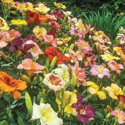 Van Zyverden Set of 12 Roots Daylilies Kitchen Sink Breeder's Mixture