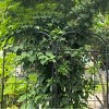 Vynxaria Metal Garden Trellis, 2 Pack Metal Trellis for Climbing Plants, Indoor/Outdoor Plant Trellis for Potted Plants, House Plants, Climbing - 3 of 4