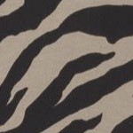 chai latte zebra