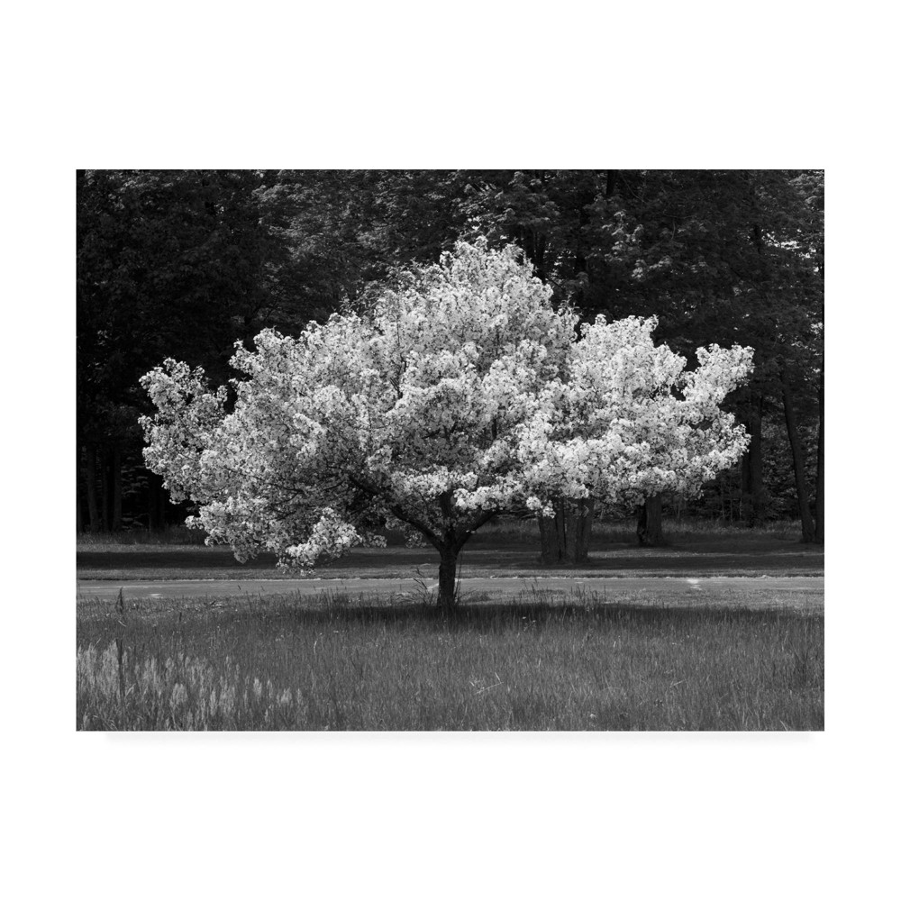 14" x 19" Cherry Blossom Michigan by Monte Nagler - Trademark Fine Art