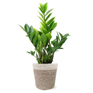 Live 5" ZZ Zenzii Houseplant in Cream Jute Planter - 1 of 4