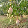 Fresh Totapuri Mangoes Pack of 5 - 4 of 4