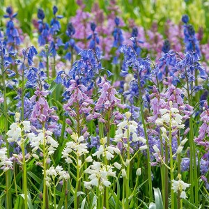 25ct Spanish Blue Bells Mixed Colors Bulbs - Van Zyverden - 1 of 4