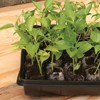 Jiffy 50 Cells 11 in. W X 22 in. L Seed Starting Kit 1 pk - image 2 of 4