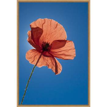 16" x 23" Poppy Flower by Michele Niles Danita Delimont Framed Canvas Wall Art Blue - Amanti Art