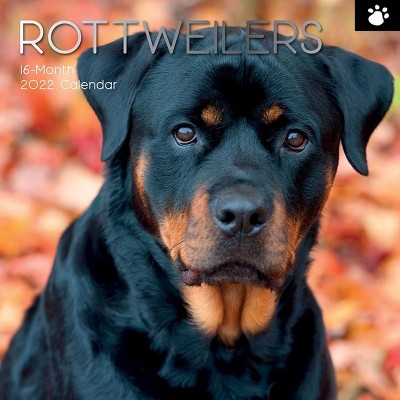 The Gifted Stationery Rottweiler 2021 - 2022 Dog Monthly Wall Calendar, 16 Month, Animals Pet Theme with Reminder Stickers, 12 x 12 in