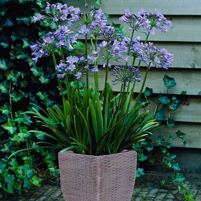 Van Zyverden Agapanthus Patio Kit with Decorative Rattan Planter and Root