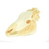 Collectible Wildlife Gifts | Zebra, Skull, Plastic Toy Animal,  Gift, Realistic Figure, Educational Model,  Gift,         1 3/4"        F4121 B193 - 3 of 4