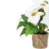 Northlight 11.75" LED Artificial White Poinsettia Potted Plant - Clear Lights - 3 of 4