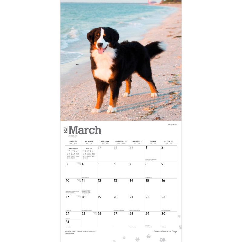 Browntrout 2024 Wall Calendar 12&#34;x12&#34; Bernese Mountain Dogs, 3 of 5