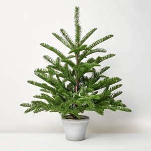 Potted Spruce Artificial Tree - Hearth & Hand™ with Magnolia - 1 of 4