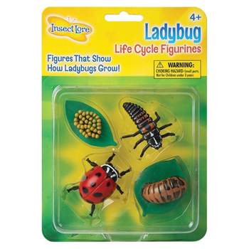 Insect Lore Ladybug Life Cycle Stages