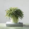 Sullivans Artificial 5.5" Ruscus Orb, Green - 3 of 3