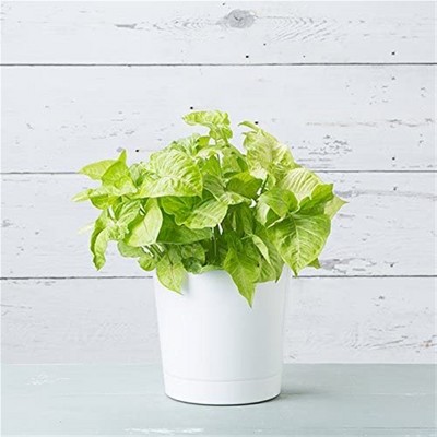 White 10-Inch Round Plastic Cylinder Planter