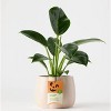 Halloween Enchanted Pumpkin White Live Houseplant - Good Little Garden™ - 2 of 4