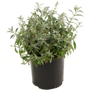 Buddleia Bi-Color - National Plant Network: Pollinator-Friendly Shrub, Full Sun Tolerance, 4" Nursery Pot - 1 of 4