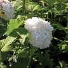 3ct Viburnum Sterile 4" Potted Rocketliners Plants - Van Zyverden - 2 of 4