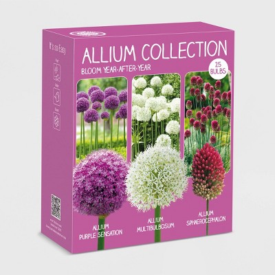 25pk Color Collection Assorted Allium Bulbs - National Plant Network