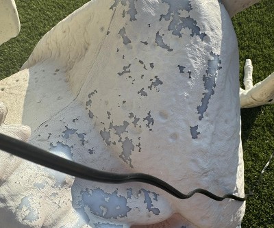 Guest review image 3 of 6, zoom in