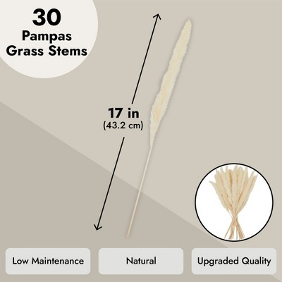 17-inch Beige Dried Pampas Grass for Rustic Farmhouse Decor