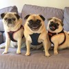 Voyager Step-In Dog Harness for Small and Medium Dogs - 4 of 4