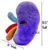 Attatoy Plush Kidney, Stuffed Body Organ Toy; Get Well Gift, Health Education and More - 3 of 4