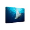 Trademark Fine Art - Roberto Marchegiani  Manta Fly Matted Framed Art - 2 of 4