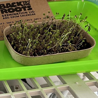 PLANTATION PRODUCTS, LLC KMG6 Micro Green Grow Kit, Black