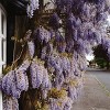Wisteria Blue Moon 4" Potted Rocketliners - Van Zyverden - 3 of 4