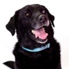 Country Brook Petz Martingale Heavyduty Nylon Dog Collar and Double Handle Leash - 2 of 4