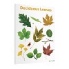 Kaplan Early Learning Deciduous Leaves Giclee  18" x 24" Wall Print - 3 of 4