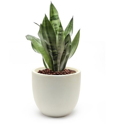 White Round Magnesium Oxide Outdoor Planter, 12.2in Height