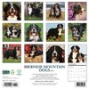 Willow Creek Press 2026 Bernese Mountain Dogs Wall Calendar - 2 of 4