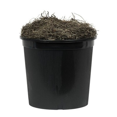 Elegant 4' Silk Capensia Floor Plant in Sleek Black Pot