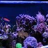 Unique Bargains Aquarium Artificial Betta Fish Ornament Glowing Simulation Decoration with Suction Cup 1 Pc - 2 of 4