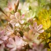 Sullivans Artificial Spring Wildflower Bush Bundles Set of 3, 14"H Multicolored - 2 of 4