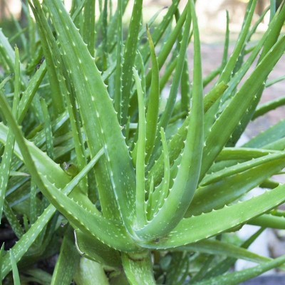 3pc Aloe Plant - National Plant Network