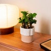 Live 4" Zenzi ZZ Potted Houseplant - 2 of 3