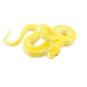 Collectible Wildlife Gifts | Snake, Burmese Python, Yellow, Rubber Reptile, Museum Quality, Hand Painted,  Toy Model, Gift,   6"   CH189 BB116 - 1 of 4