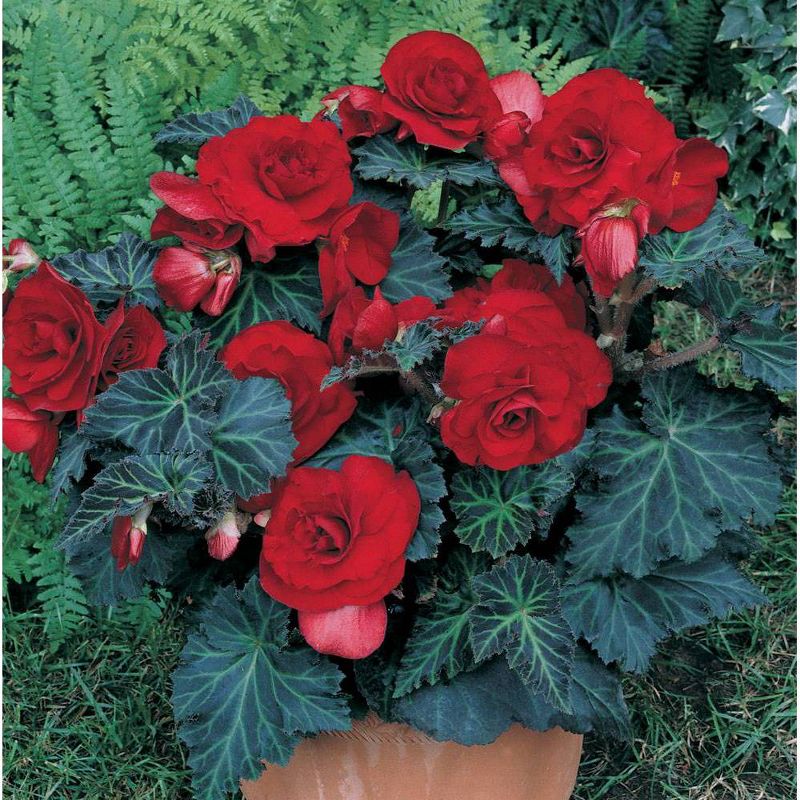 Van Zyverden Set of 5 Specialty Begonias Bronze Leaf Red, 1 of 5