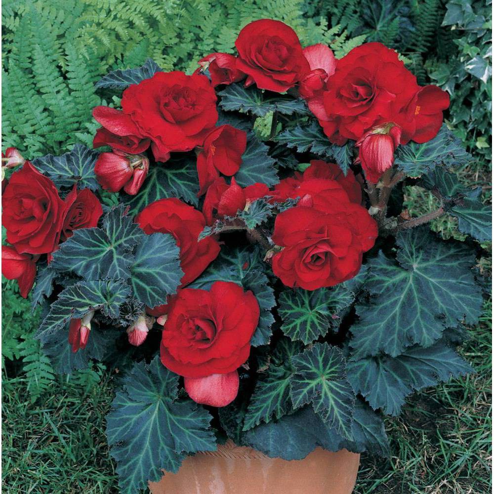 Photos - Garden & Outdoor Decoration Van Zyverden Set of 5 Specialty Begonias Bronze Leaf Red