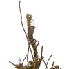 Northlight 2.5' Prelit Artificial Christmas Tree Warsaw Twig in Burlap Base - Clear Lights - 3 of 4