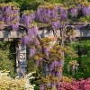 Wisteria 'Amethyst Falls' 1pc U.S.D.A. Hardiness Zones 5-9 National Plant Network 2.5qt: Live Vine for Garden - 2 of 4