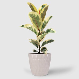 8" Foliage - Good Little Garden™ - 1 of 4