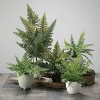 Sullivans Artificial Fern In Ball - 3 of 3