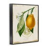 Stupell Industries Vintage French Lemon Branch Framed Giclee Art - 2 of 4