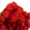 16" Artificial Dried Cape Blumen Bouquet Red - National Tree Company - 3 of 4