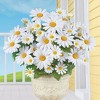 Collections Etc Artificial Chamomile Daisy Bushes - Set of 3 - 2 of 4